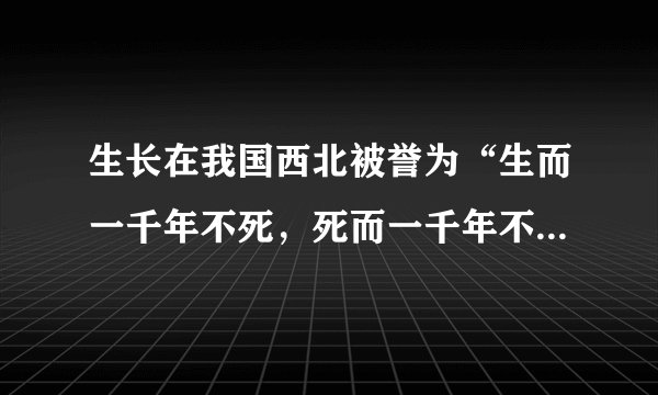 生长在我国西北被誉为“生而一千年不死，死而一千年不倒，倒而一千年不朽”的是树种是
