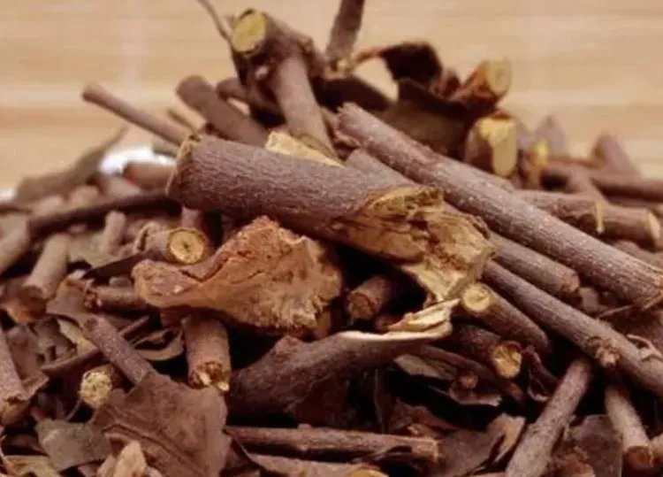 桑寄生的功效与作用