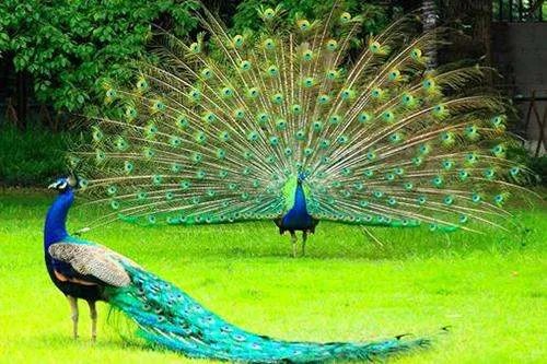 孔雀的资料
