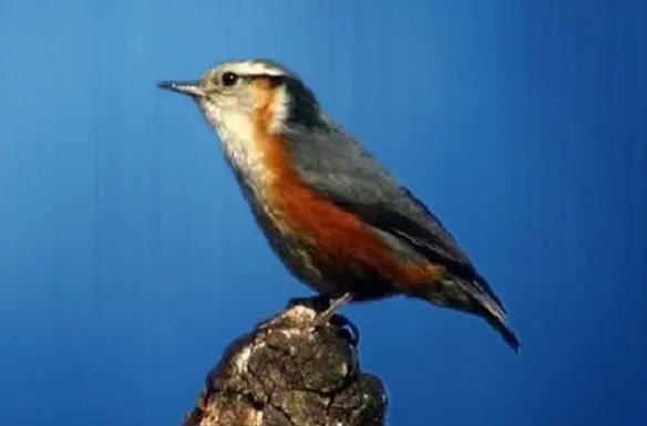 鸣啭是什么意思？