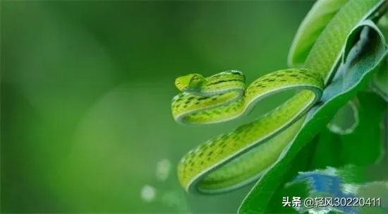 常见的十大无毒的蛇分别有哪些？