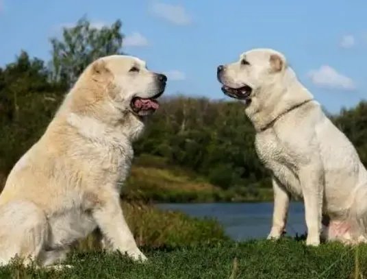 女子花25万成功克隆出去世的宠物狗,你能不能接受克隆动物呢?