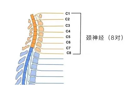 颈椎神经构造高清图片