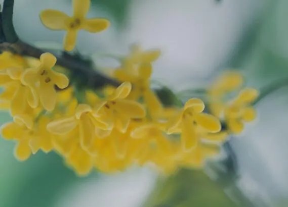 九月开什么花 9月份开的花有哪些