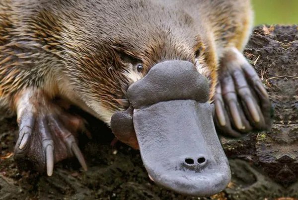 世界十大活化石动物 第一神似植物4.8亿年前已经出现