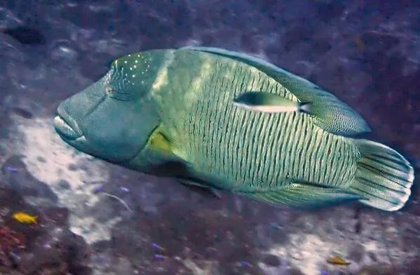 世界上最贵的十种鱼 波纹唇鱼上榜，第七被誉为“冰海之皇”