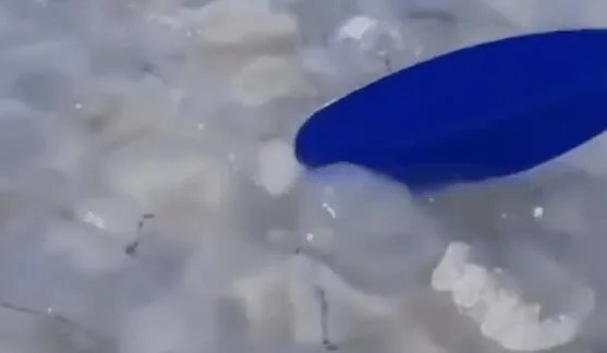 乌克兰巨大水母群覆盖海面是怎么回事 巨型水母有多大