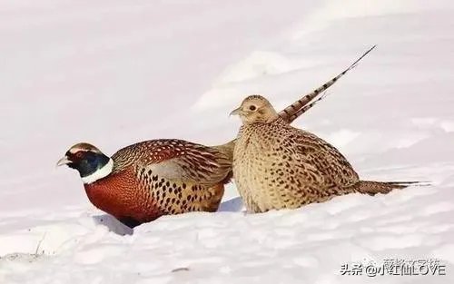 广西养殖什么最赚钱