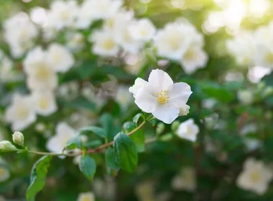 九月开什么花 9月份开的花有哪些