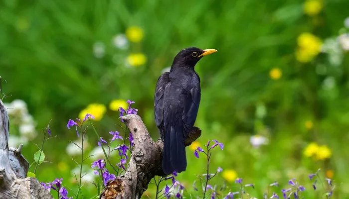 爱屋及乌是什么意思 爱屋及乌是什么意思解释