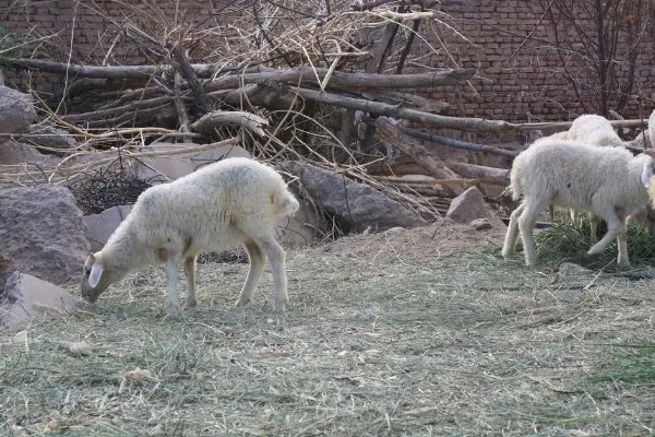 羊饲料的最佳配方是什么？