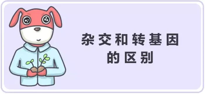 ”美国人不吃转基因食物”谁说的?他们吃得欢着呢!