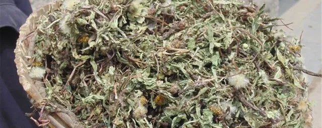 蒲公英怎么晒干的做法
