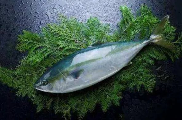 世界上最贵的十种鱼 波纹唇鱼上榜，第七被誉为“冰海之皇”