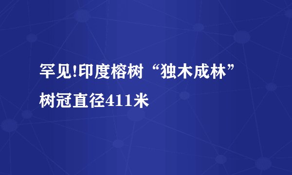 罕见!印度榕树“独木成林” 树冠直径411米