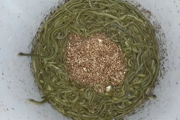 梦见很多小蛇什么意思 梦见很多小蛇好不好