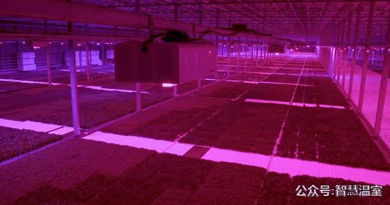 温室大棚的工作原理是什么？