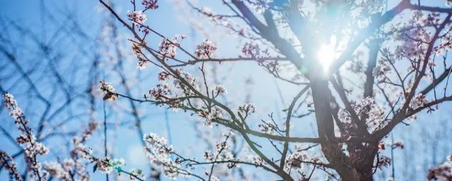 古诗雪梅的意思