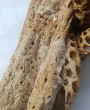 竹荪发黄变质图片？