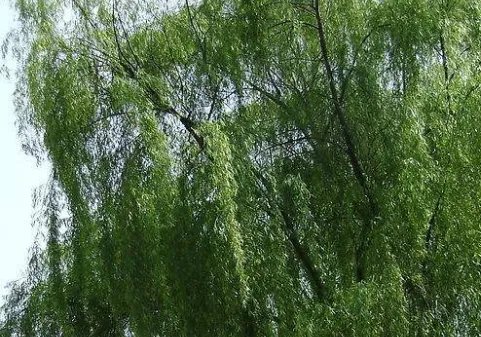 关于柳树的诗句