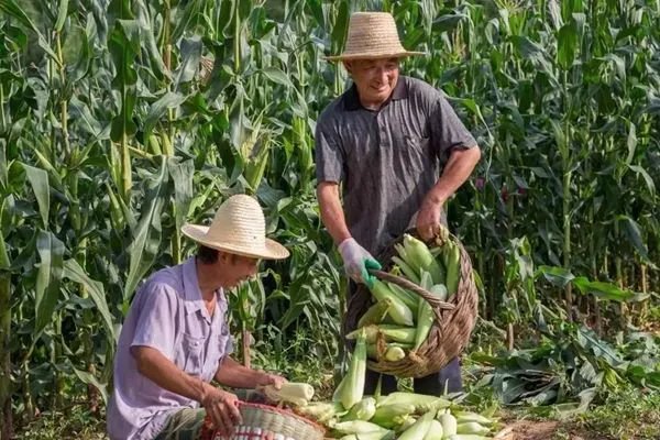 农村地里的玉米割苗真的可以增产吗?