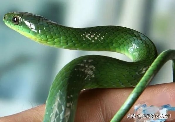 常见的十大无毒的蛇分别有哪些？