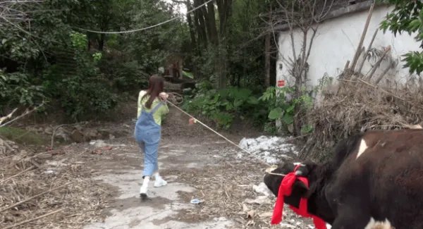 梅州女生中奖一头奶牛冲上热搜，岁末年终你这一年都有哪些消费？