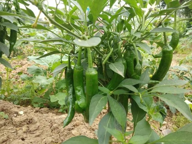 辣椒树能活几年?