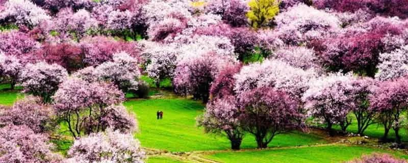 十一月份适合去哪里旅游 十一月中旬去哪旅游