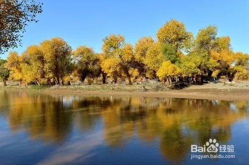 胡杨林旅游攻略