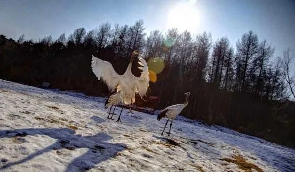 去沈阳自驾游，有哪些景点不容错过？