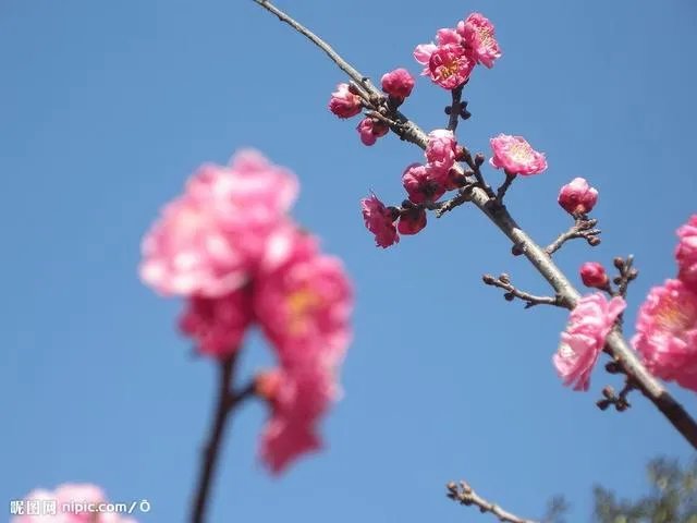 万科的英文为什么是vanke而不是wanke？