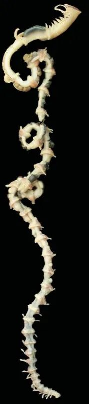 海滩上的奇怪生物：请问这是什么东西？