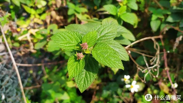 红米Note7 体验评测 | 最强千元“真香”机？这个红米有点不一样