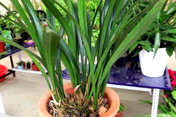 兰花的养殖方法和注意事项 盆栽