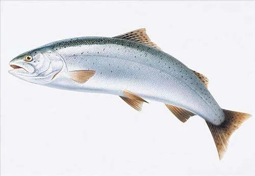 想买一整条三文鱼，多少钱一斤