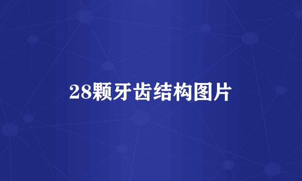 28颗牙齿结构图片