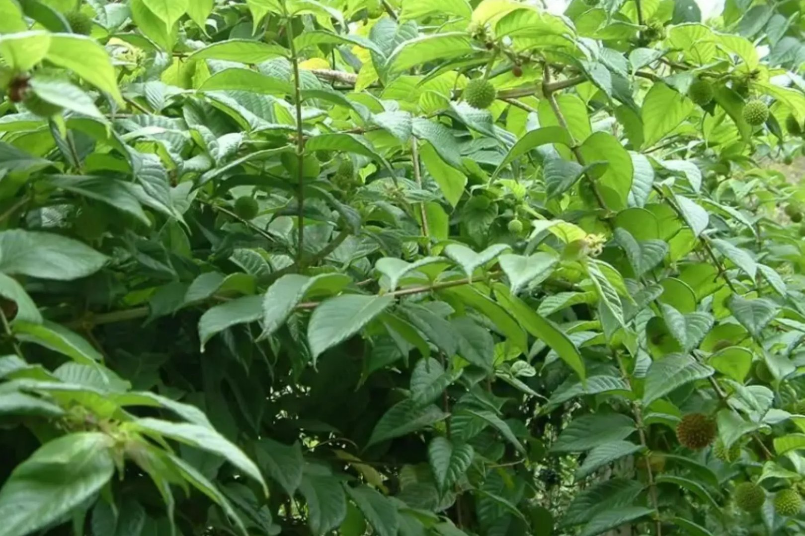 钩藤根药用功效与作用图片