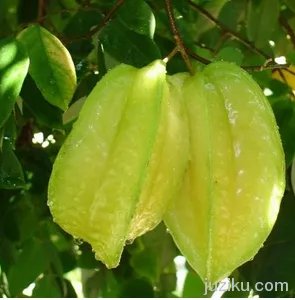 杨桃长什么样子图片