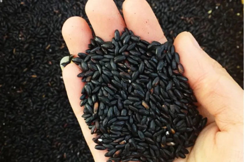 黑米的功效和作用有哪些