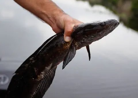 鱼的种类大全及名称 常见的鱼类有哪些