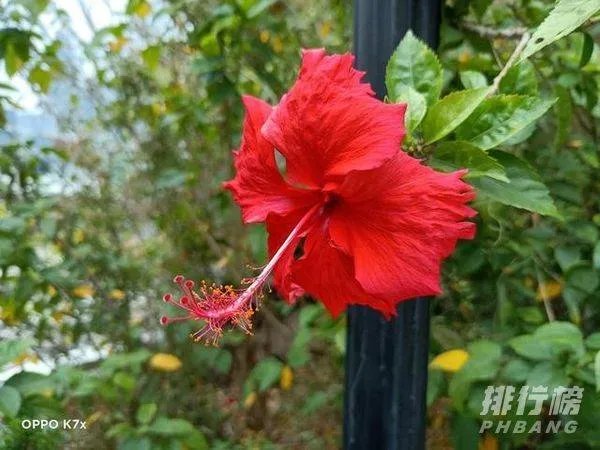 oppok7x摄像头参数_oppok7x摄像怎么样