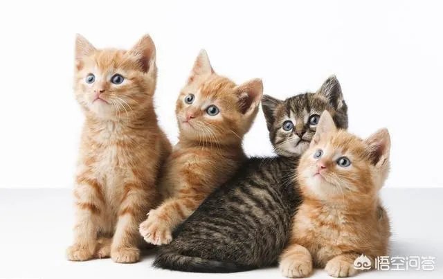 有哪些猫咪领养的网站或App可以推荐？