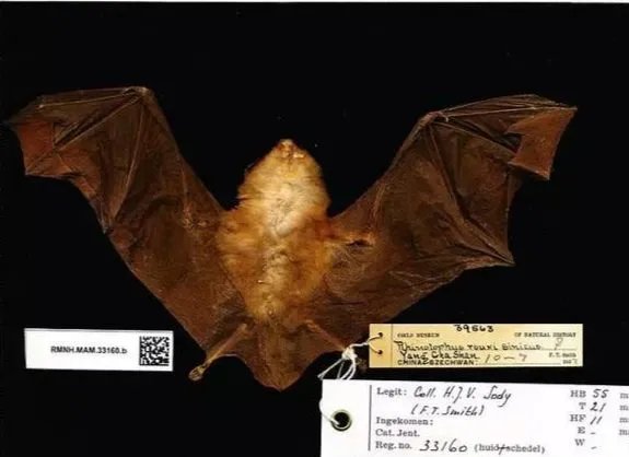 四川禽流感的爆发，和当前的新型冠状病毒是否有关？