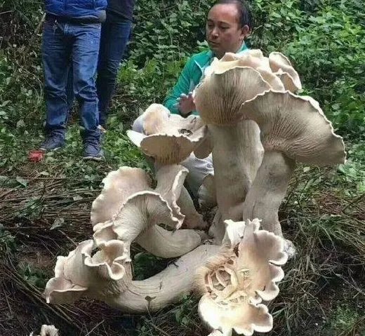云南腾冲发现巨型野生菌有多大？