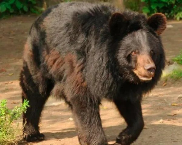 吉林一男子遭黑熊撕咬靠装死逃生，遇到黑熊，你还知道哪些逃生的办法？