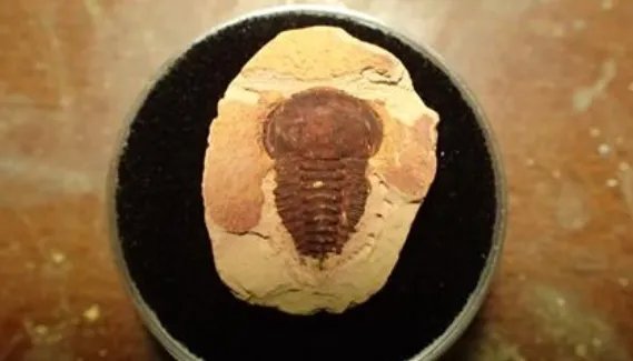 中国发现2.5亿年前九峰吐鲁番兽，这个生物到底是什么模样？