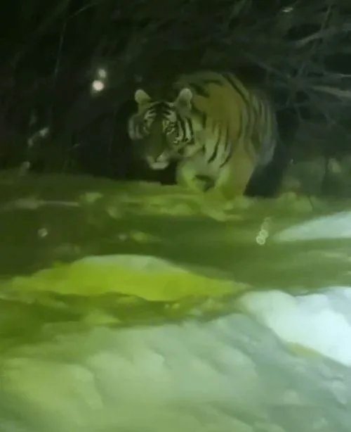 女子下班途中偶遇东北虎，应该控制野生动物吗？