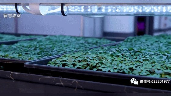 温室大棚的工作原理是什么？