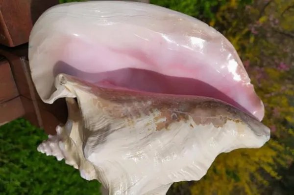 安徽一女子疑吃出稀有昂贵“海螺珠”，价值究竟有多高？